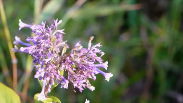 Closeup Purple Flower Green Bokeh Background — Stock Video