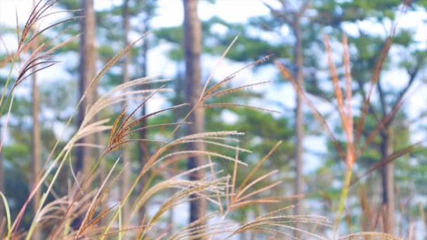 Phusoidao 国立公園 タイの山の松の木のボケ味を持つクローズ アップ草の花 — ストック動画