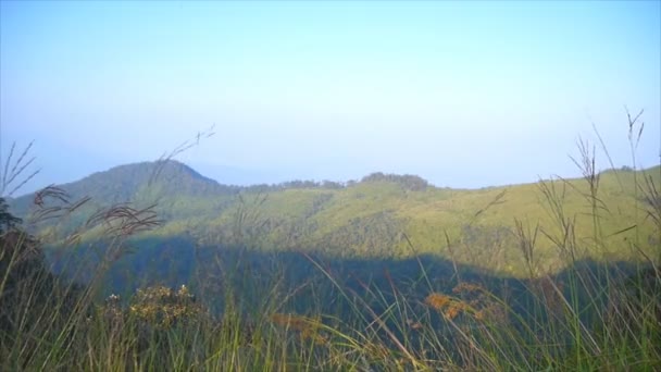 Grama e árvore na montanha no parque nacional de PhuSoidao — Vídeo de Stock