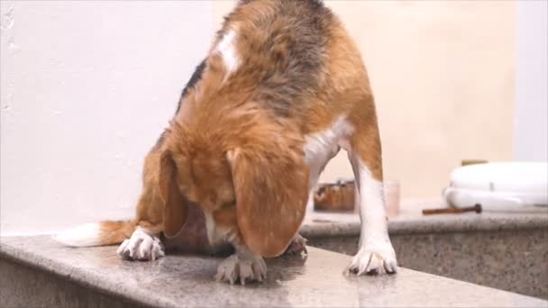 Beagle lick itself after finish bath — Stock Video