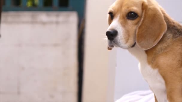 Owner drying  beagle hair with dryer — Stock Video