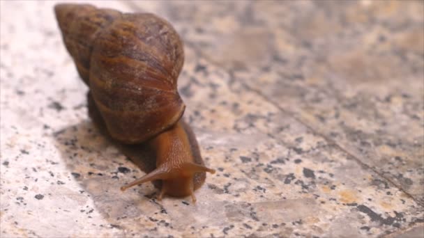 Land snails crawling on marble floor — Stock Video