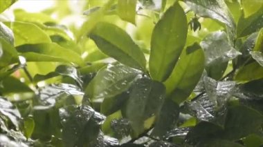 Closeup tırmanma Ylang-Ylang yaprak, Tayland'da yağmur altında bir tropikal bitki