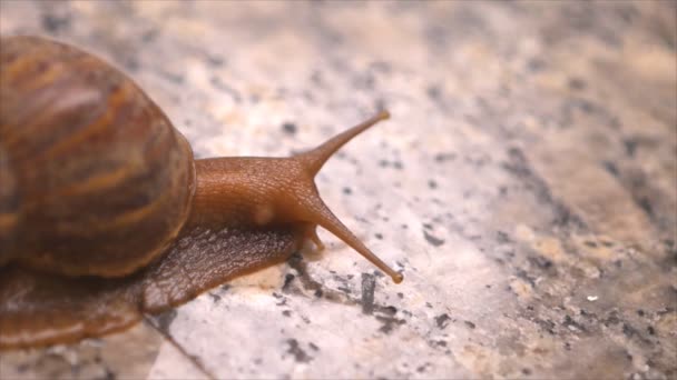 Escargots terrestres rampant sur le sol en marbre — Video