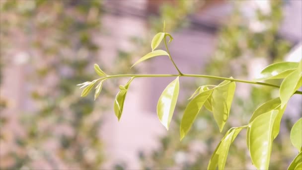 Closeup Escalada Ylang Ylang Folha Uma Planta Tropical Contra Bokeh — Vídeo de Stock