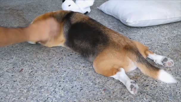 Beagle Acostado Cerca Muñeca Cojín Mientras Propietario Acaricia Cuerpo — Vídeo de stock