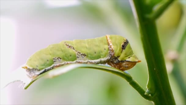 Las Orugas Larvas Mariposa Mantienen Quietas Hoja — Vídeo de stock