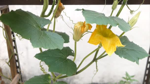 黄色南瓜花和叶子在农场 倾斜射击 — 图库视频影像