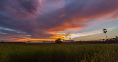 Pirinç alan: Songkhla, Thailand, üzerinde renkli gökyüzü ile gece Timelapse gün