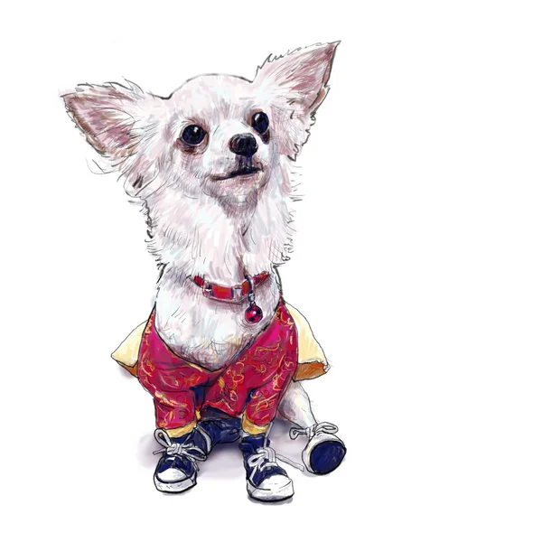 Ilustración de pintura de perro pomerania, con ropa y zapato —  Fotos de Stock