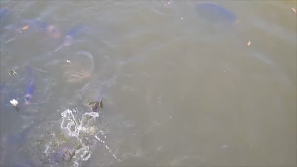 Люди Бросают Куски Хлеба Кормления Рыб Канале — стоковое видео