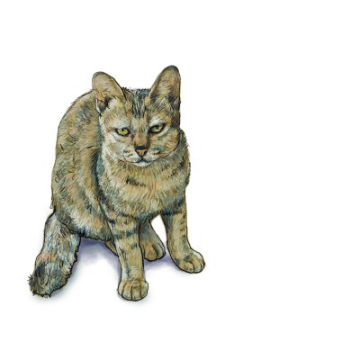 Beyaz üzerinde oturan kedi