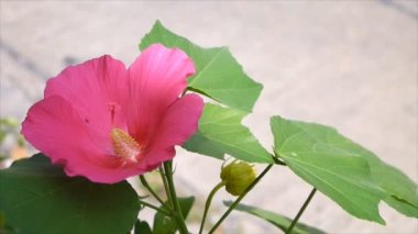 Ay kırmızı çiçek, hardy hibiscus kadar kapatın 