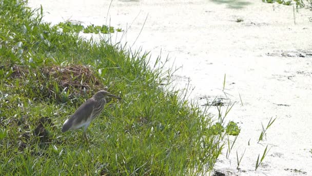 Uccello Trovare Cibo Erba Verde Vicino Stagno Con Ondulazione Acqua — Video Stock