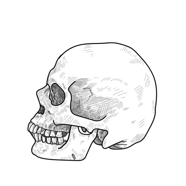 Zeichnung Des Menschlichen Schädels Isoliert Auf Weiß Vektorillustration — Stockvektor