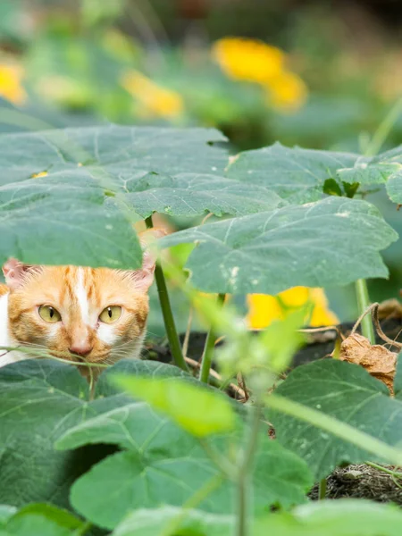 Ingefära Katt Liggande Bland Pumpa Vinstockar Trädgården — Stockfoto