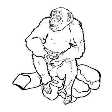 Şempanze kayanın üzerinde oturuyor, siyah-beyaz çiziyor, vektör çizimi..