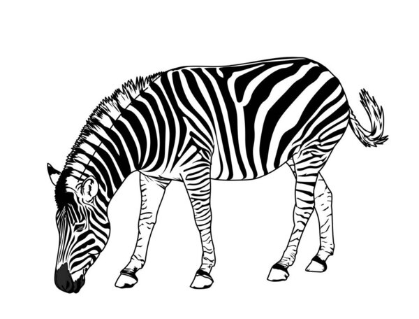 Zebra, Graphic illustration black and white stripes, vector illustrtion.