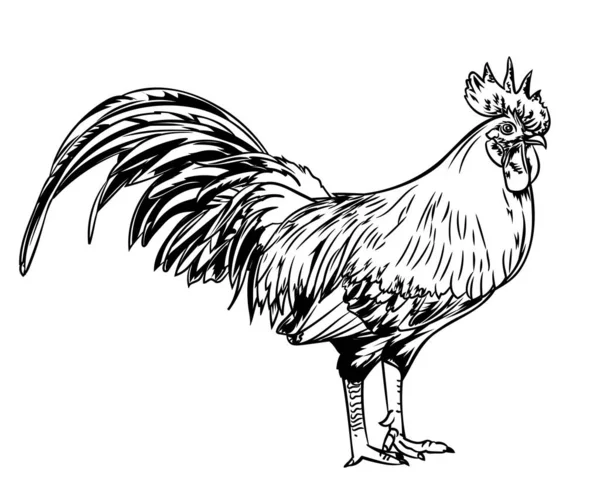 手绘公鸡 在白色背景上孤立的老式雕刻风格中的公鸡图解 矢量图解 — 图库矢量图片