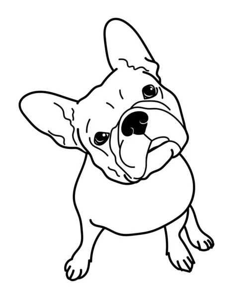 French Bulldog Funny Pose Curious Isolated White Background Vector Illustration — Stock Vector