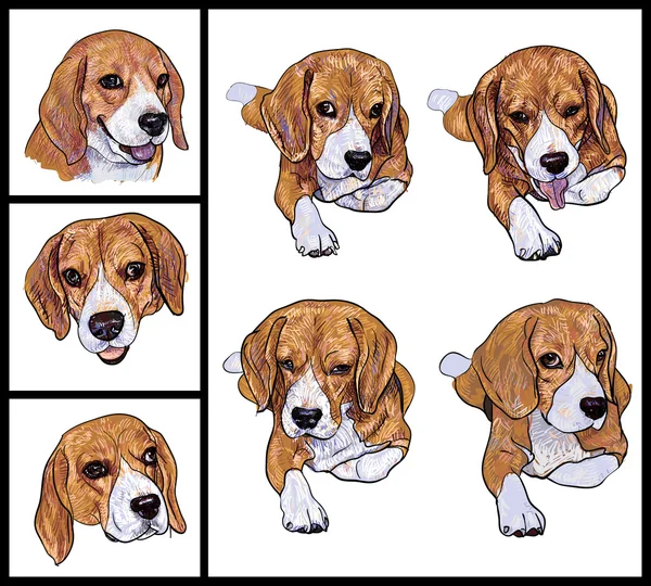 Beagle — Stockový vektor