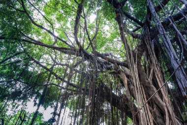 반얀 나무의 분 지