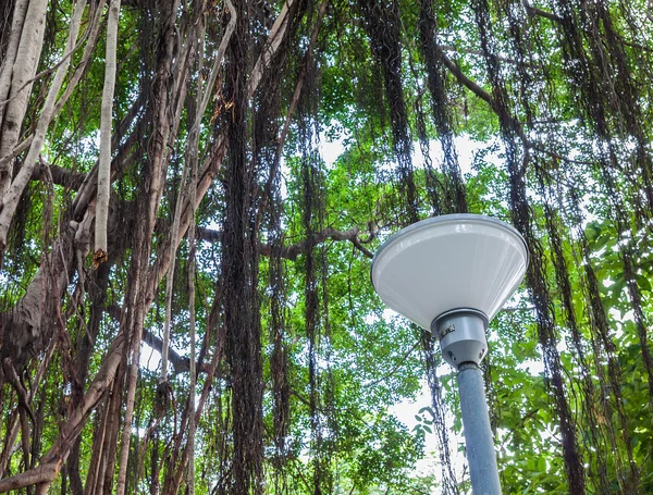 Pilier de lampe sous Branche d'un banyan — Photo