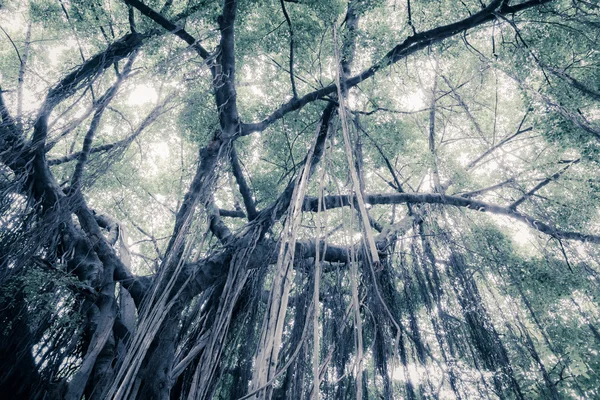 Zweig eines Banyan-Baumes — Stockfoto