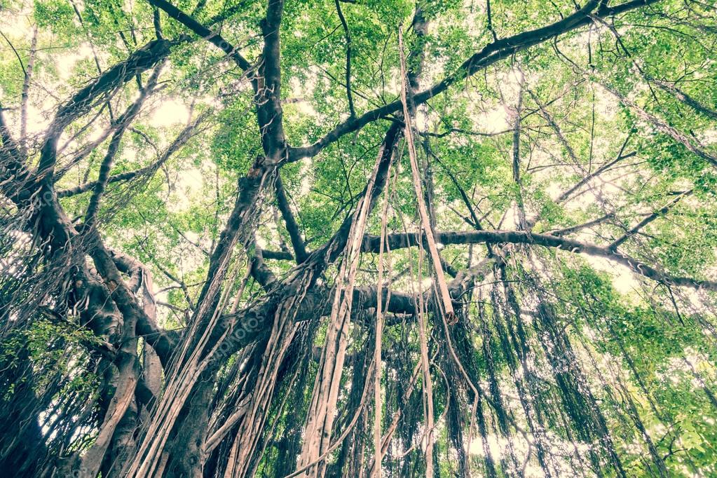Branch of a banyan tree Stock Photo by ©hadkhanong1979 52317811