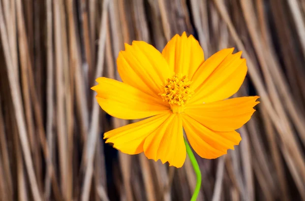 Gele kosmos bloem op bruine achtergrond wazig — Stockfoto