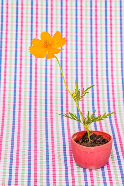 Kosmos blomma stjälk pinnen till jord i liten blomkruka på färgst — Stockfoto