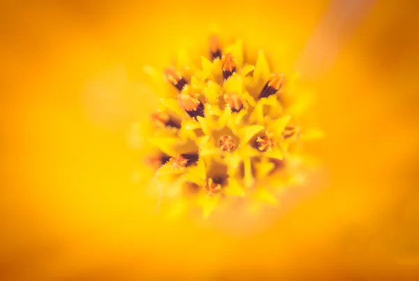 Soft macro focus of pollen of cosmos flower — Stock Photo, Image