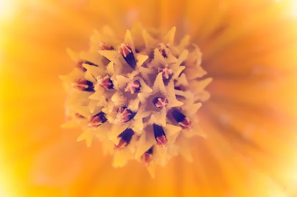 Close focus of pollen of cosmos flower — Stock Photo, Image