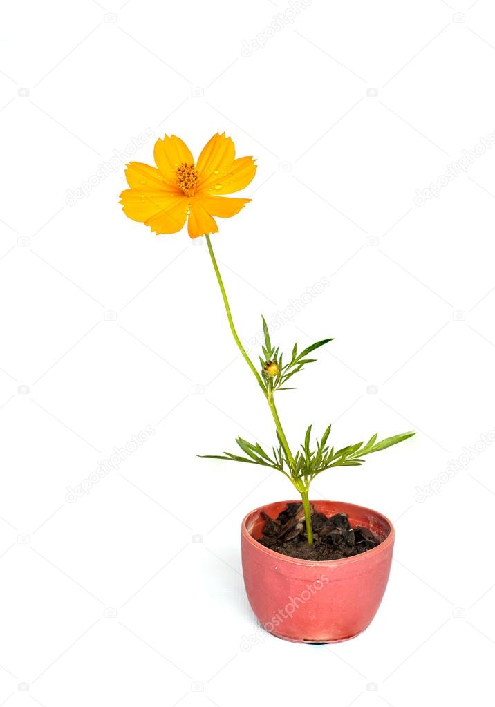 Cosmos flower stalk in small pot on white