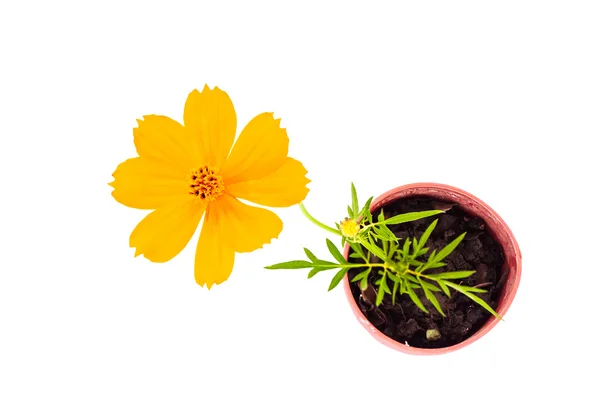 コスモス花小さな花 po の土壌に固執する茎のトップ ビュー — ストック写真