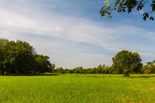 Rijstveld in Thailand — Stockfoto