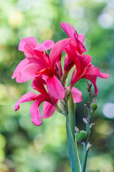 Pink canna flowe — Stock Photo, Image