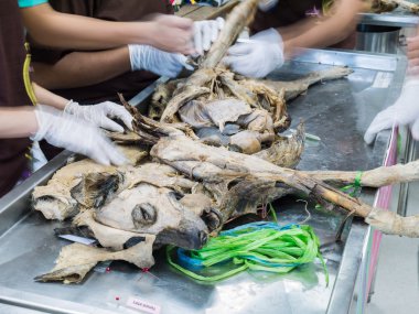 Veteriner öğrenci köpek vücuttan öğrenme