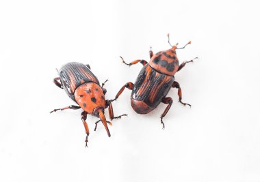 Kırmızı palmiye Weevil'ı