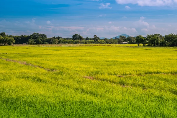 Rijstveld in Thailand — Stockfoto