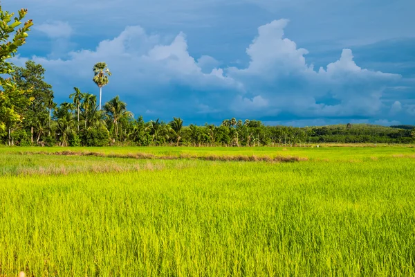 Rijstveld in Thailand — Stockfoto