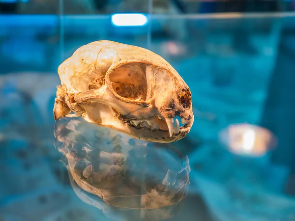 Hayvan kafatası ile yansıtmak shado — Stok fotoğraf