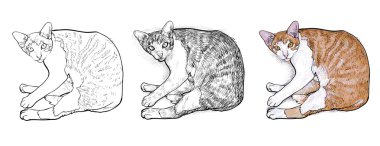 Cat.Vector resimde döşeme