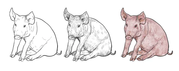 Dibujo del cerdo — Archivo Imágenes Vectoriales