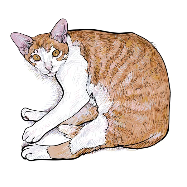 Ustanawiające ilustracja cat.vector — Wektor stockowy