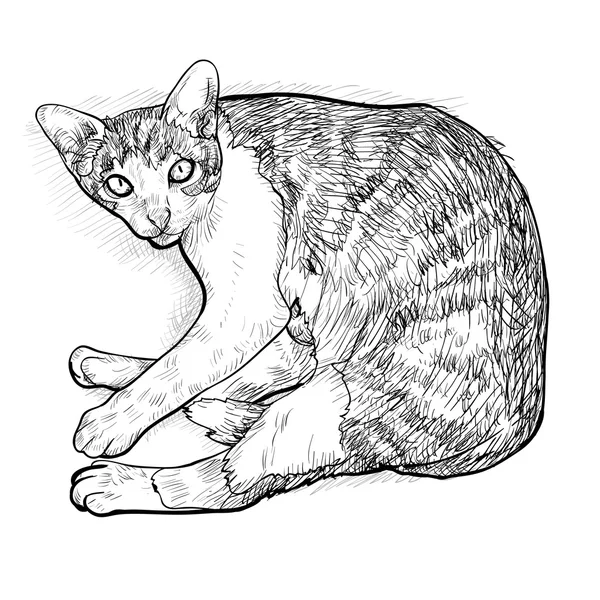 Présentation de l'illustration du vecteur cat.vector — Image vectorielle