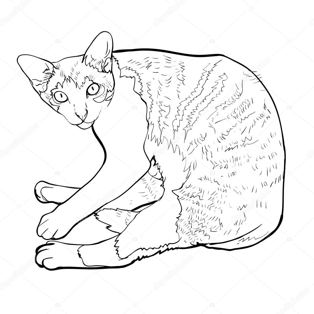 How To Draw A Cat Laying Down Step By Step Laying Down Cat Vector Illustration Stock Vector C Hadkhanong1979 54528067