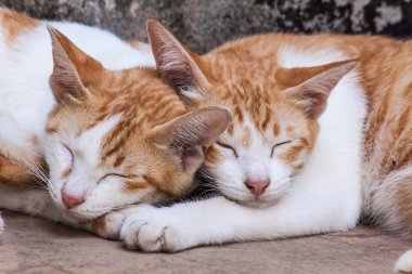 İki Yataklı kedi uyku 