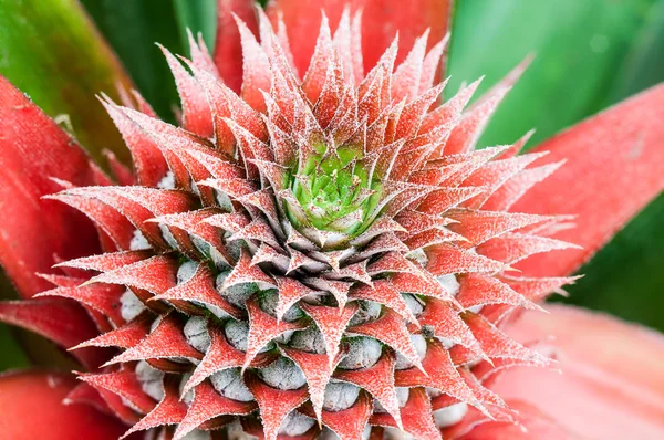 Close up of pineapple crown — Stock Photo, Image