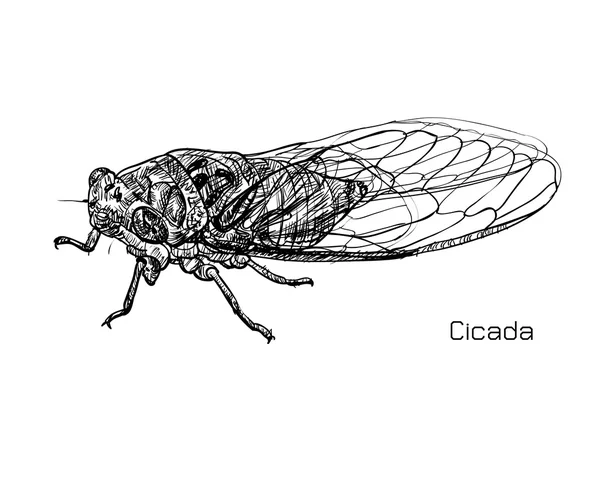 Drawing of cicada — Stock Vector